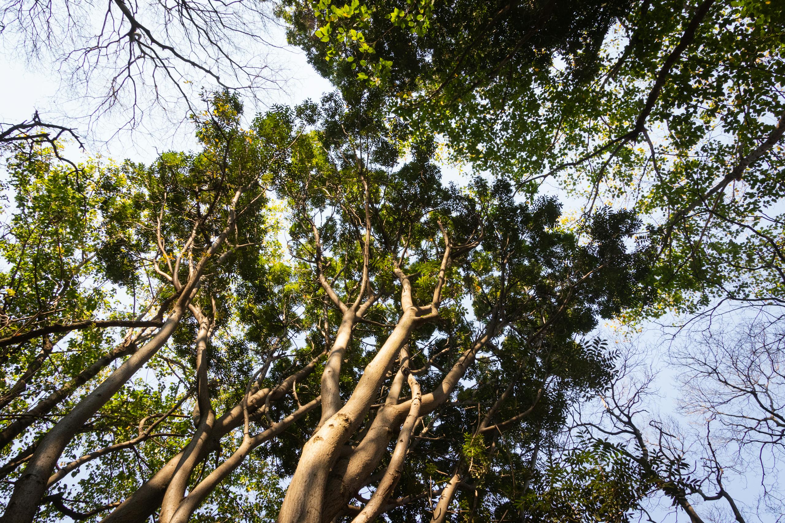 A captivating upward view of towering trees with lush green leaves under a clear blue sky.