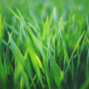 Photo by Karolina Grabowska www.kaboompics.com Close-up of fresh green grass blades with natural sunlight highlighting the growth.