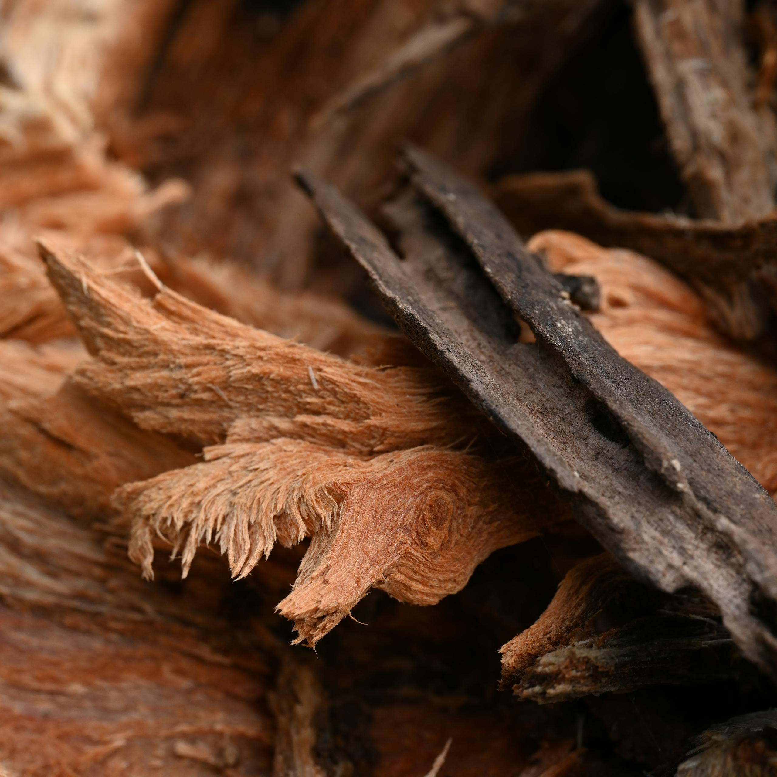 Detailed macro shot capturing the intricate textures of tree bark, emphasizing natural patterns and colors.